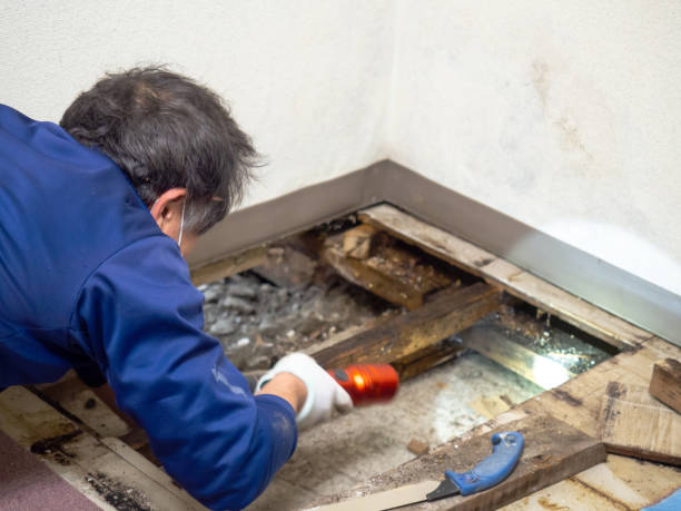 Best HVAC Mold Remediation in Sierra Madre, CA
