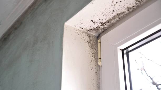 Best Emergency Mold Remediation in Sierra Madre, CA
