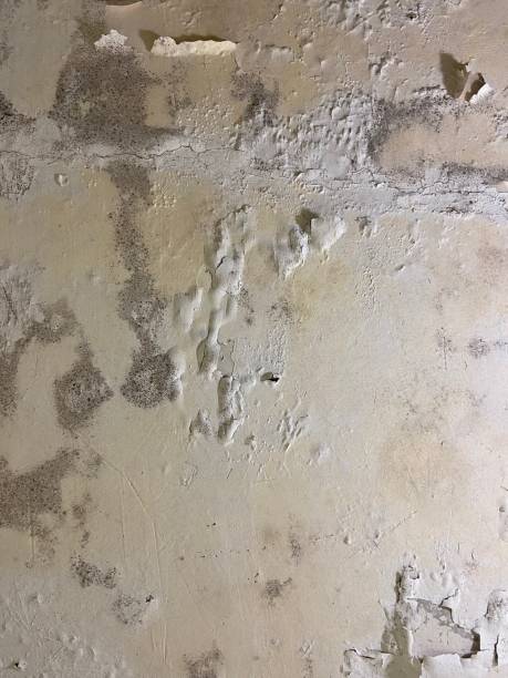 Reliable Sierra Madre, CA Mold Remediation Solutions