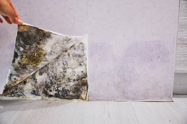 Best Attic Mold Remediation in Sierra Madre, CA